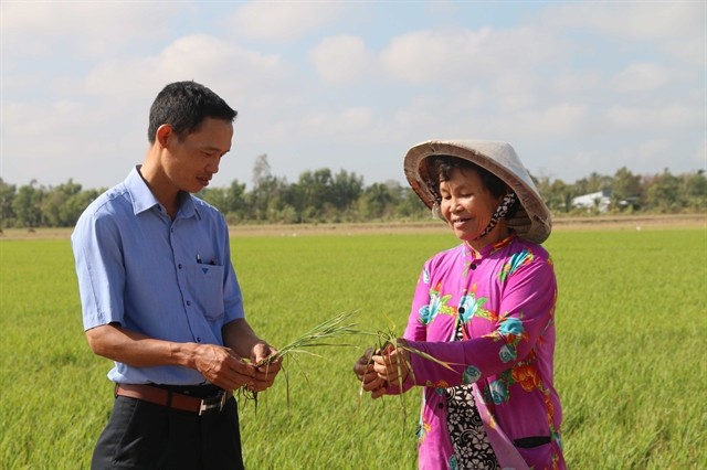 Tra Vinh takes measures to deal with drought, saltwater intrusion ảnh 1