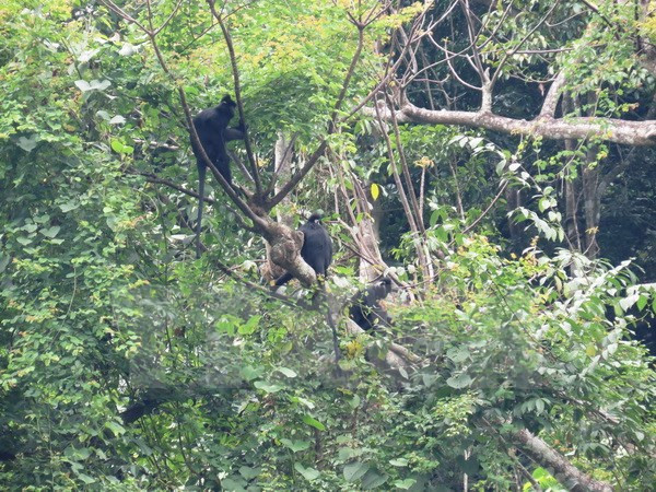 Nine endangered animals released into the wild at Phong Nha-Ke Bang ảnh 1