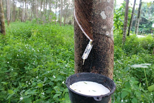 Vietnamese rubber cultivation firms gather in Cambodia ảnh 1