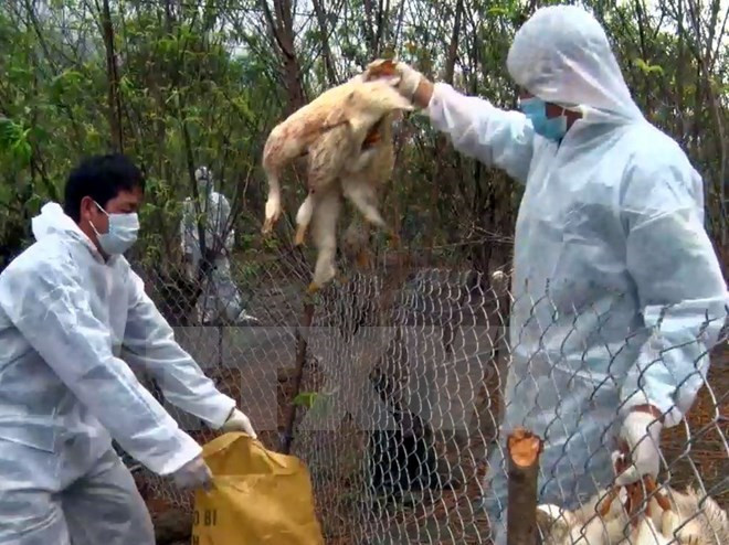 New H5N1 bird flu outbreak found in northern Cao Bang province ảnh 1