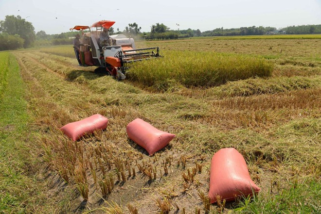 New technology ups rice value in Can Tho ảnh 1