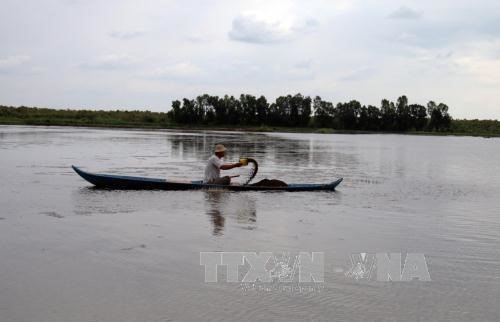 Mekong Delta farmers begin shrimp harvest ảnh 1 Mekong Delta farmers begin shrimp harvest ảnh 1