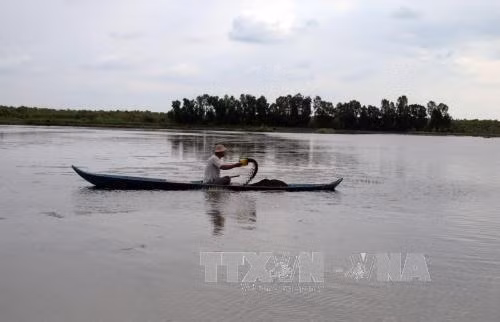 Mekong Delta farmers begin shrimp harvest ảnh 1