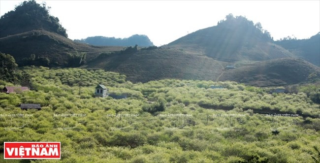 Tourism development prioritised in Son La ảnh 1 Tourism development prioritised in Son La ảnh 1