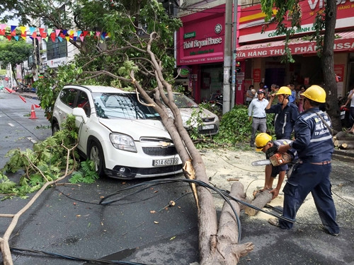 HCM City urged to inspect thousands of trees ảnh 1