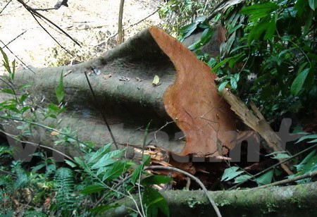 JICA-funded forest management project under review ảnh 1 JICA-funded forest management project under review ảnh 1
