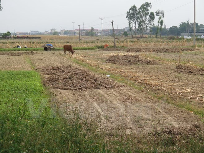 Drought forces crop switch in central Vietnam ảnh 1