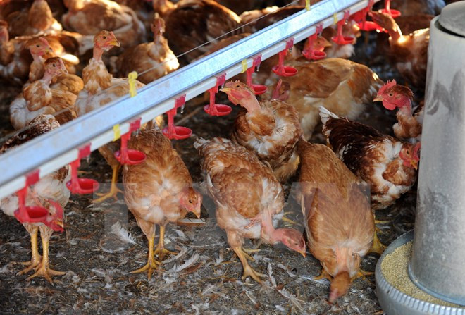 Vietnam vigilant over A/H7N9 avian influenza ảnh 1