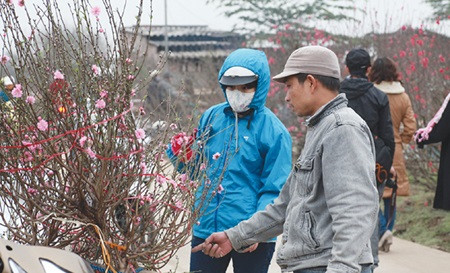 Hanoi: Tet peach trees begin to bloom ảnh 1 Hanoi: Tet peach trees begin to bloom ảnh 1