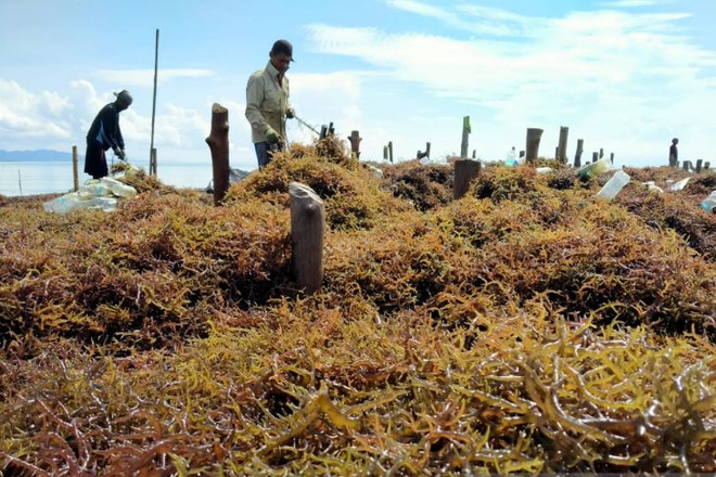 Indonesia plans to develop four seaweed industrialisation zones ảnh 1 Indonesia plans to develop four seaweed industrialisation zones ảnh 1