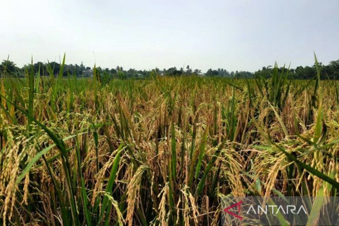 Indonesia’s rice production estimated at 32 million tonnes this year ảnh 1