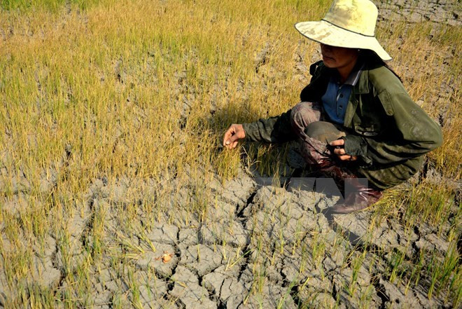 Officials scope out salinity, drought in localities ảnh 1 Officials scope out salinity, drought in localities ảnh 1