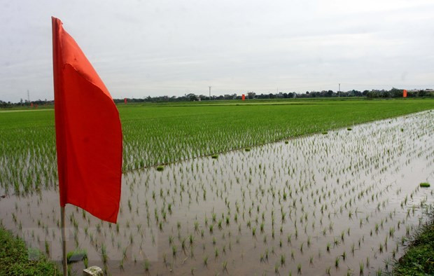 Project to upgrade rice value chain in Red River Delta launched in Thai Binh ảnh 1 Project to upgrade rice value chain in Red River Delta launched in Thai Binh ảnh 1