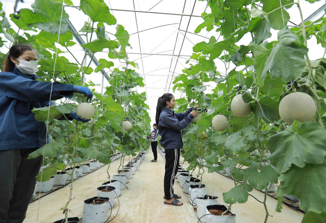 Cooperatives to be supported in digital transformation ảnh 1 Cooperatives to be supported in digital transformation ảnh 1