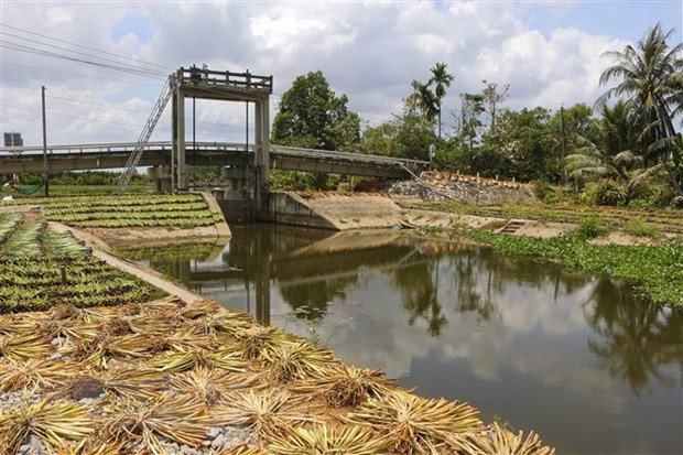 Mekong Delta faces increasing saline intrusion ảnh 1 Mekong Delta faces increasing saline intrusion ảnh 1