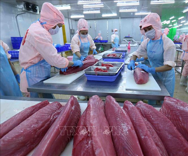 Tuna exports enjoy three-digit growth in January ảnh 1