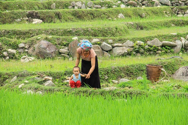Mu Cang Chai in rice-growing season: A mural to the Northwest ảnh 3