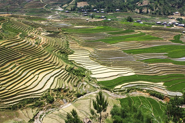 Mu Cang Chai in rice-growing season: A mural to the Northwest ảnh 1