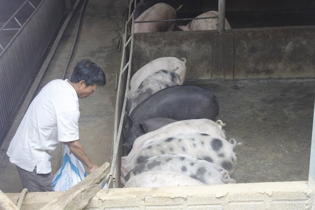 Black pigs “hunted” for Tet dishes ảnh 1