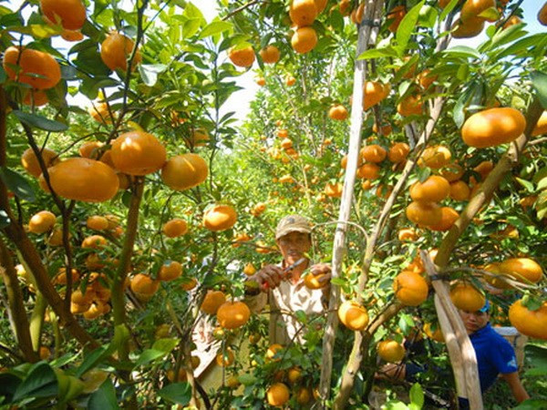 Nghe An develops large-scale citrus fruit growing areas ảnh 1