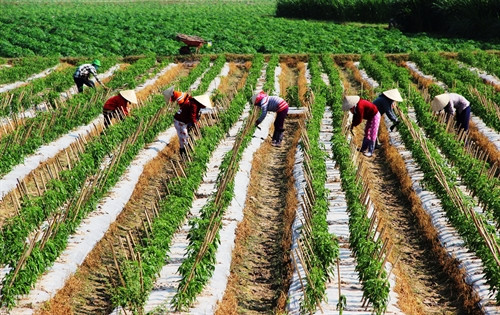 Tay Ninh aims to be agri-tech hub ảnh 1