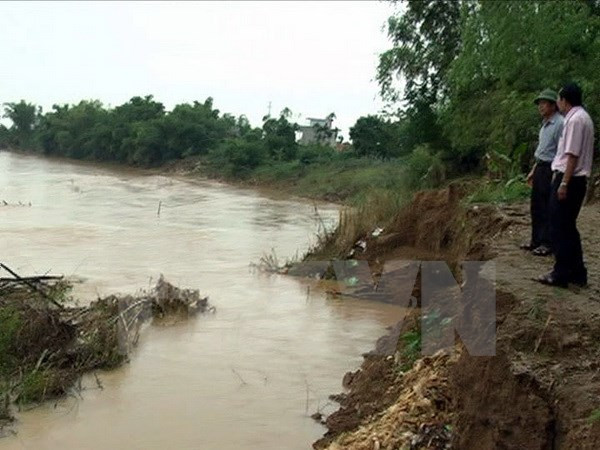 Riverbank erosion affects livelihoods in Quang Nam ảnh 1 Riverbank erosion affects livelihoods in Quang Nam ảnh 1