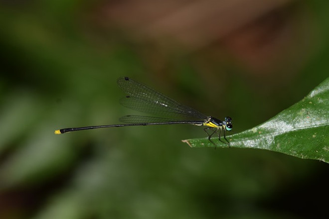 New damselfly species found in central Vietnam ảnh 1 New damselfly species found in central Vietnam ảnh 1