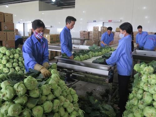 VN shows great potential for processed vegetable, fruit exports ảnh 1 VN shows great potential for processed vegetable, fruit exports ảnh 1