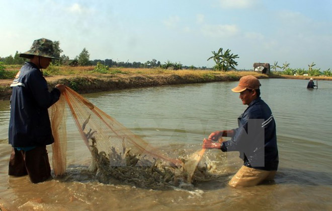 Ca Mau builds brands for agro-forestry-fishery staples ảnh 1