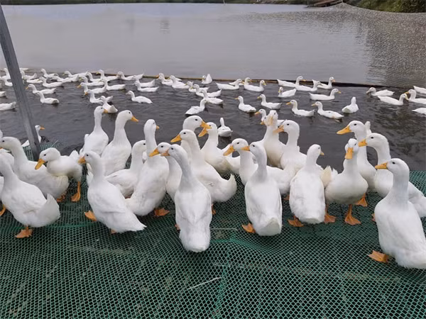 Vietnamese duck meat to be shipped abroad ảnh 1