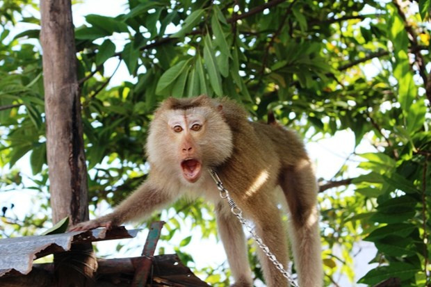 Several rare animals rescued in January ảnh 1 Several rare animals rescued in January ảnh 1