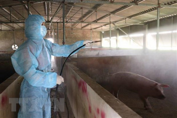Localities apply drastic measures against African Swine Fever ảnh 1