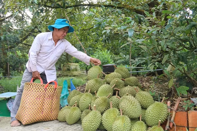 Mekong Delta fruit farmers enjoy bumper harvest, high prices ảnh 1