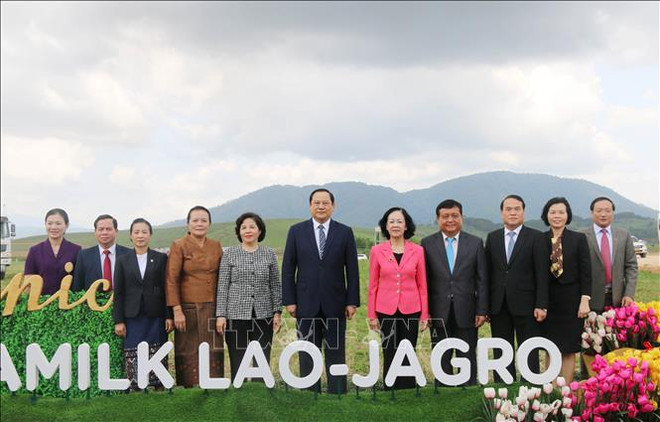 Vinamilk expands organic milch cow breeding in Laos ảnh 1 Vinamilk expands organic milch cow breeding in Laos ảnh 1