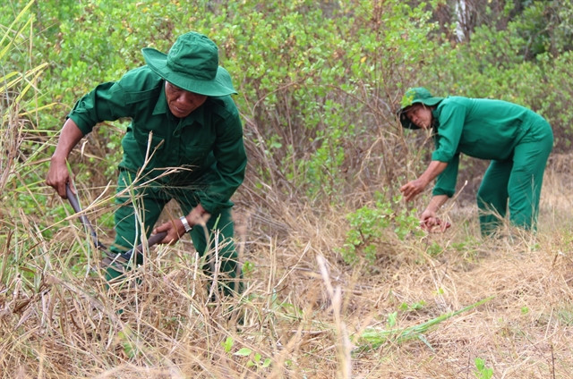 Forest watchers makes mangrove forest their homes ảnh 1 Forest watchers makes mangrove forest their homes ảnh 1