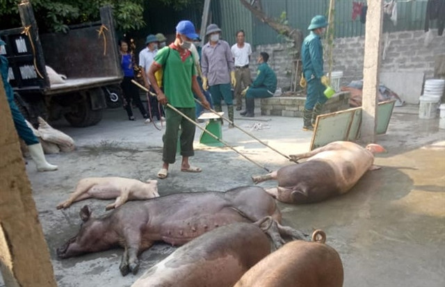 Ministry tackles African swine fever subsidy fraud ảnh 1 Ministry tackles African swine fever subsidy fraud ảnh 1