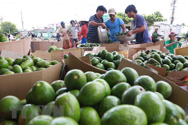 Vietnamese farm produce seeks to reach further in global market ảnh 1 Vietnamese farm produce seeks to reach further in global market ảnh 1
