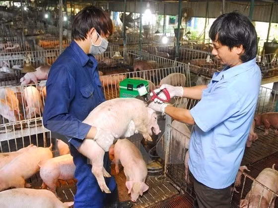 Stronger efforts required for fight against African swine fever ảnh 1