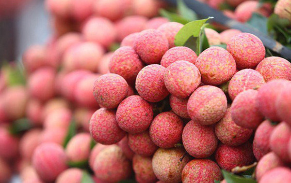 Thanh Ha litchi festival kicks off in Hai Duong province ảnh 1 Thanh Ha litchi festival kicks off in Hai Duong province ảnh 1