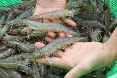 Vietnam has opportunities to boost white-leg shrimp exports to EU ảnh 1