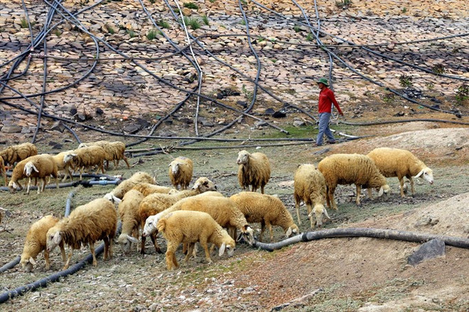 Central region braces for abnormal drought ảnh 1 Central region braces for abnormal drought ảnh 1