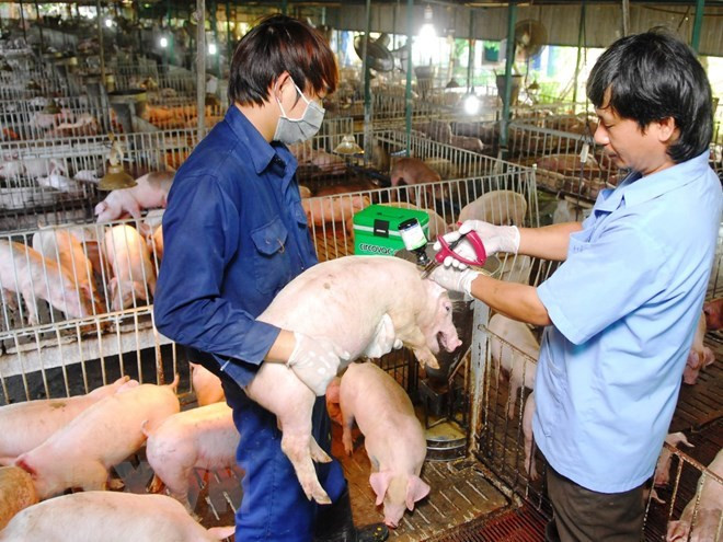 Vietnam can now produce foot-and-mouth disease vaccine ảnh 1 Vietnam can now produce foot-and-mouth disease vaccine ảnh 1
