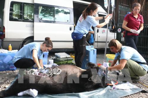 Last captive bear in Ben Tre moved to sanctuary ảnh 1 Last captive bear in Ben Tre moved to sanctuary ảnh 1