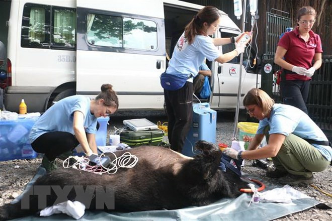 More captive bear sent to sanctuary ảnh 1 More captive bear sent to sanctuary ảnh 1