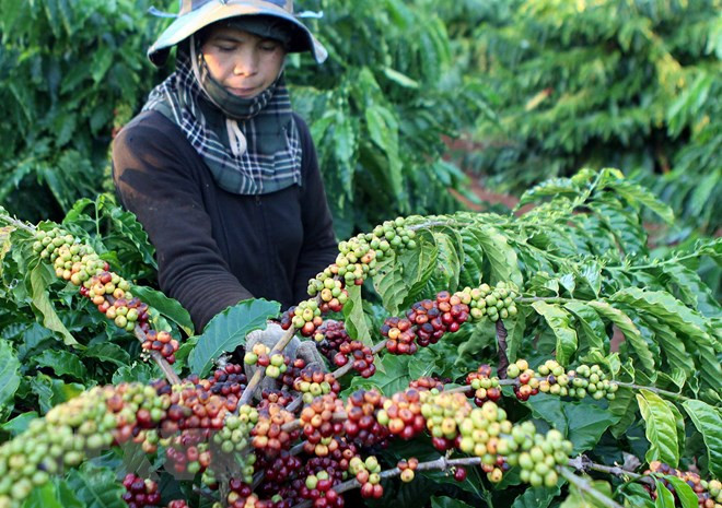 Vietnam’s coffee exports jump to record high of 1.8 million tonnes ảnh 1