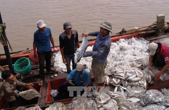 Seafood byproducts add value to fishery industry ảnh 1