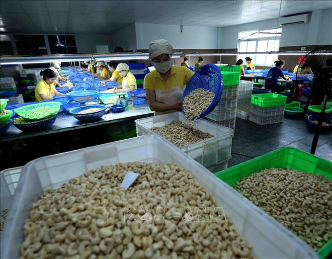 Last cashew nut containers in Italy scam freed ảnh 1