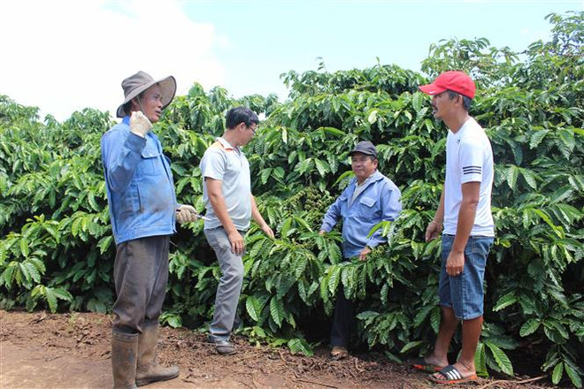 Lam Dong to host first Vietnam Coffee Day ảnh 1 Lam Dong to host first Vietnam Coffee Day ảnh 1