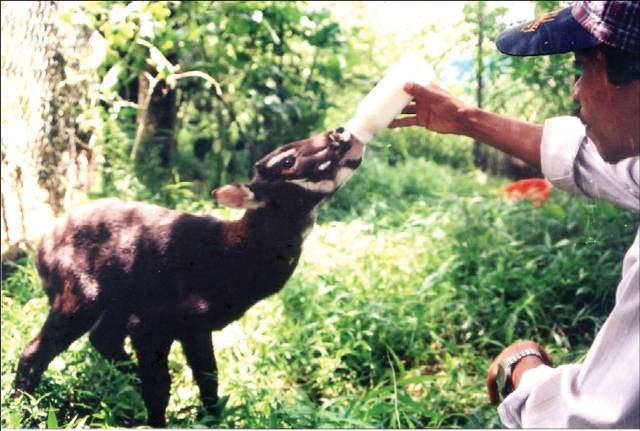 Agriculture ministry, IUCN work to protect saola ảnh 1