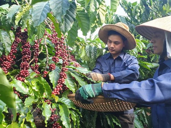 Sustainable coffee production project benefits Lam Dong farmers ảnh 1